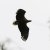 Haliaeetus albicilla